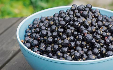 Blackcurrant found to boost performance - 220 Triathlon