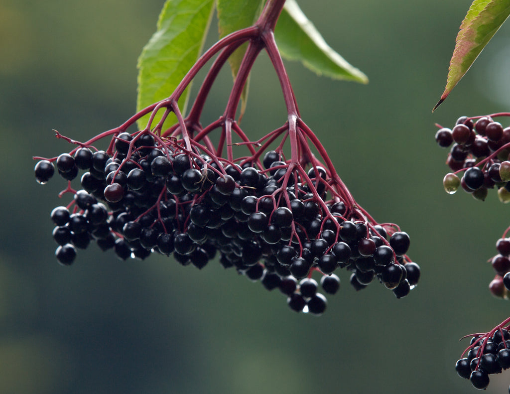 Trial shows black elderberry extract offers benefit against Covid-19