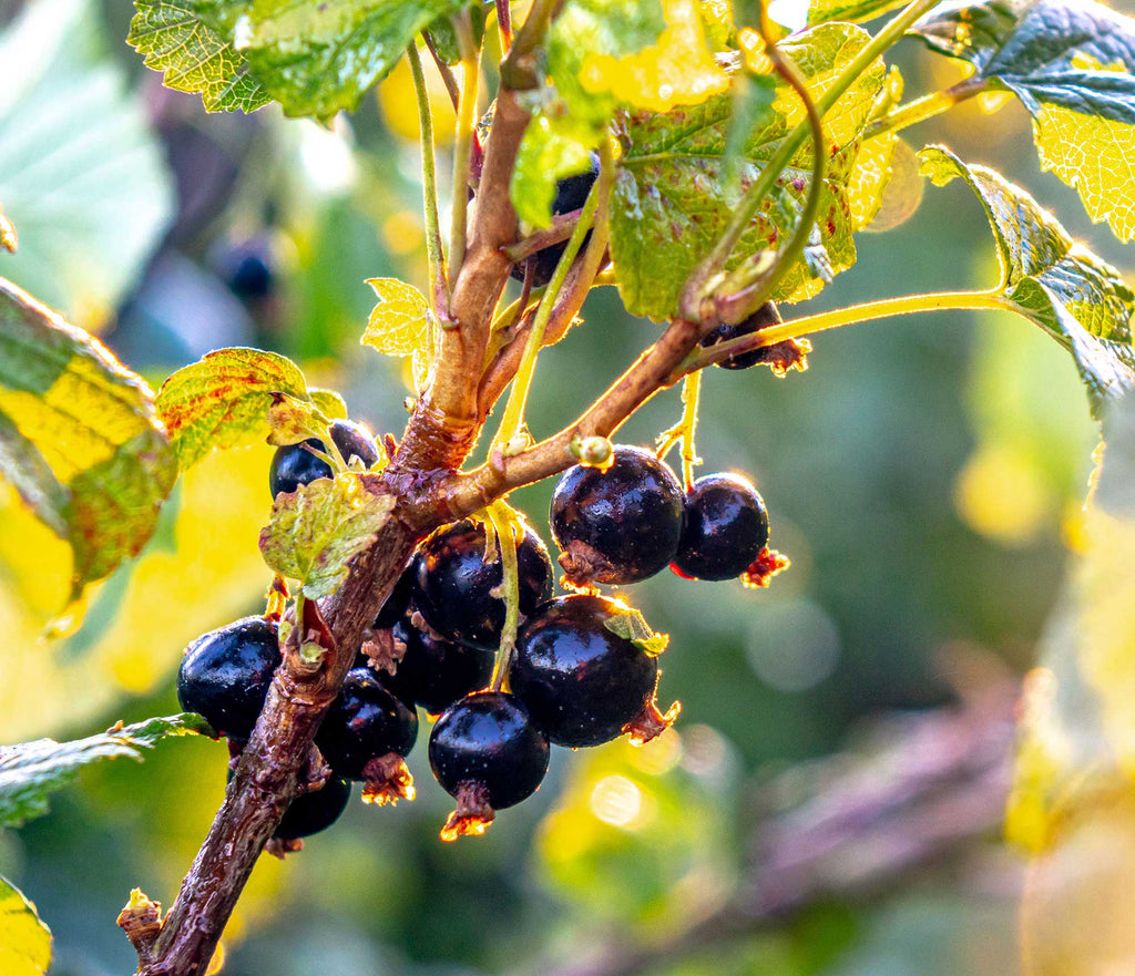 Carrying too much weight? How obesity places you at greater risk - and how blackcurrants may help