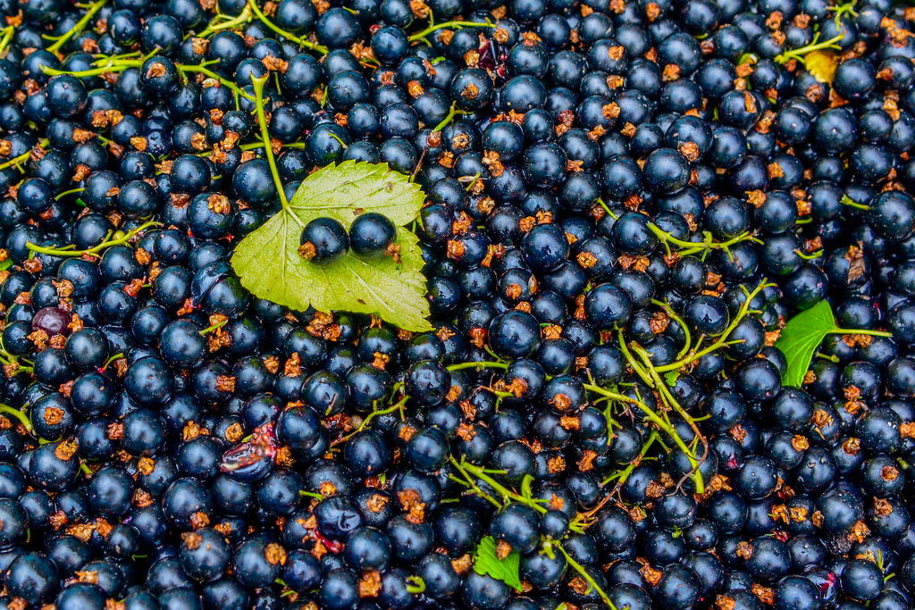 Antioxidant insights, how blackcurrant compounds help 'age-proof' the body