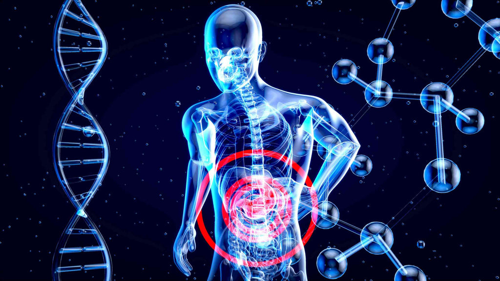 Growing evidence that blackcurrant offers excellent broad-spectrum gut support