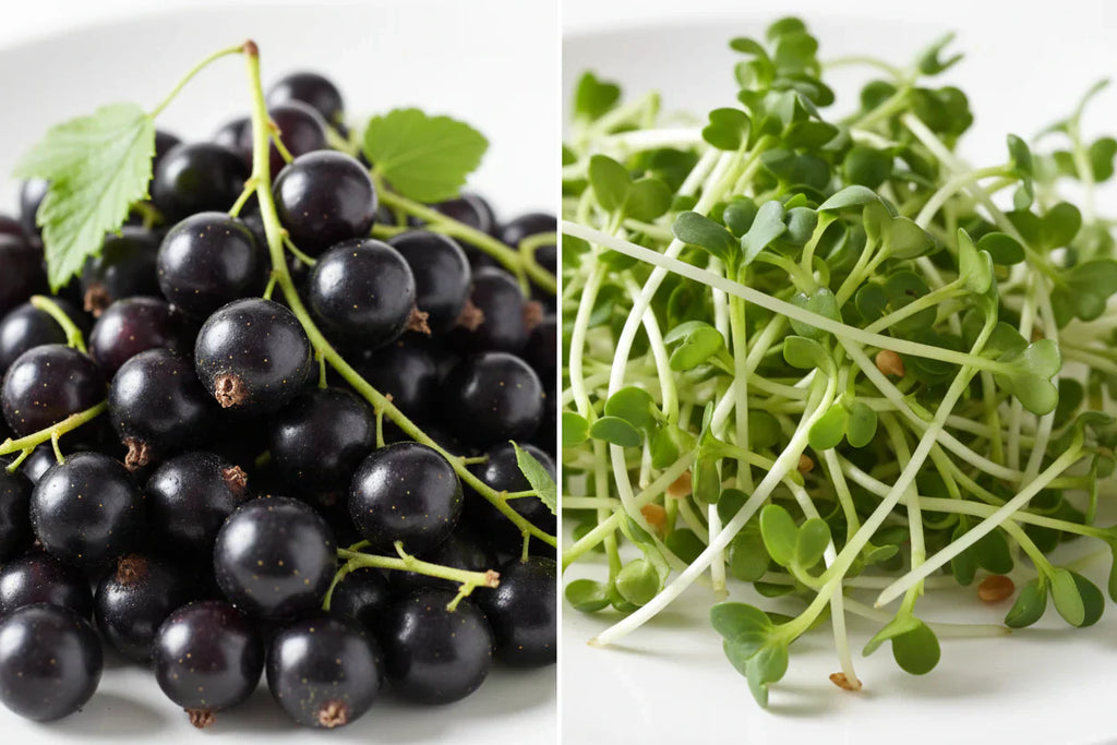 Blackcurrant vs “Lactate‑Lowering” Shots: What the Numbers Don’t Tell You
