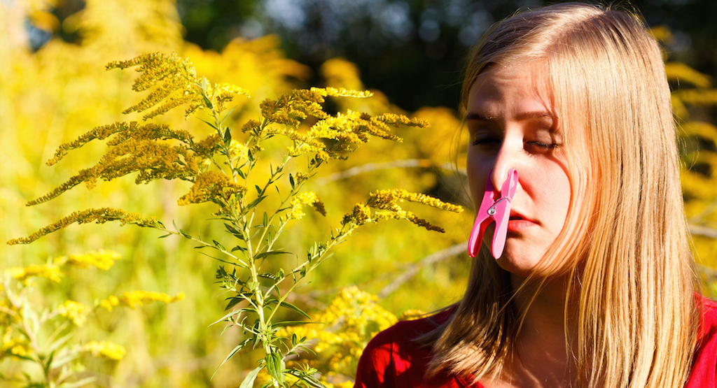 Anti-allergy properties of blackcurrants proving a hit with hayfever sufferers